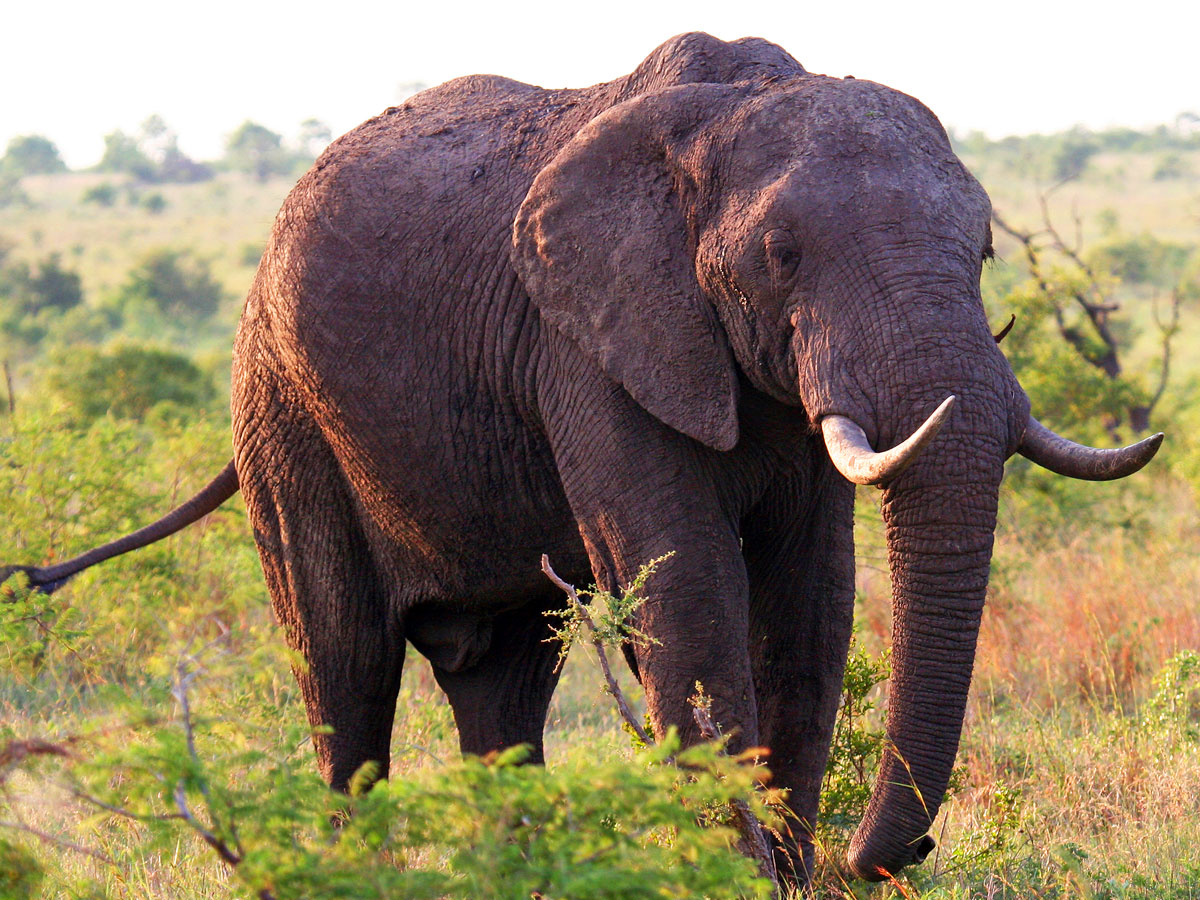 wp-content/uploads/itineraries/South Africa/20121120-safrica-honeyguide-safari-elephant-(5).jpg